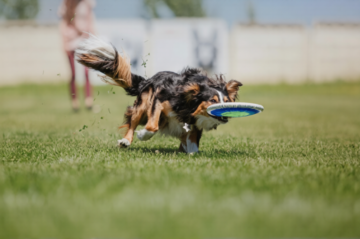 Fun & Play for Pets